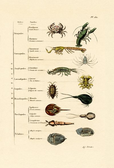 Crustaceans by French School